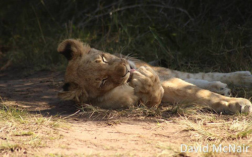 南非犀牛盜獵者誤闖獅子地盤  被啃到剩人頭