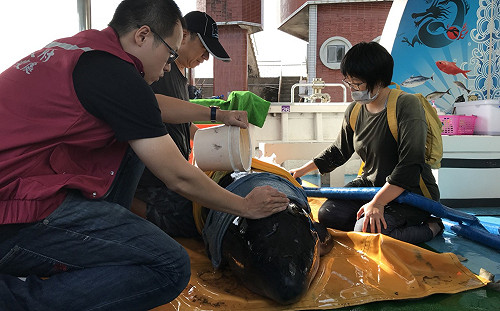 連夜救援18小時！擱淺母侏儒抹香鯨成功游向大海