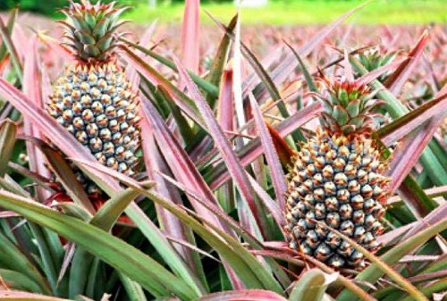 香蕉、鳳梨、火龍果滯銷  吳芳銘 : 強化出口導向農業