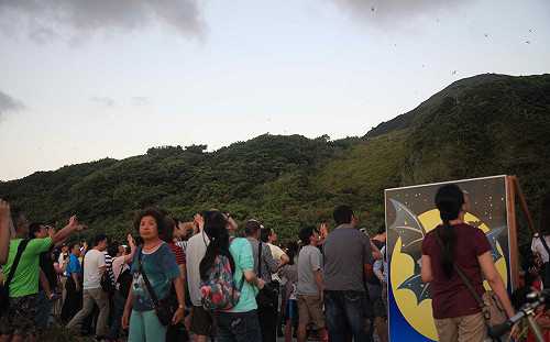 福來了!  新北生態賞蝠送好康 7/14起跑