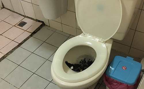 驚！馬桶飛出「鳥」 女大生嚇歪：現在如廁有陰影