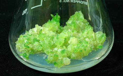 光看就療育滿點！來自非洲「美吉壽」可愛多變