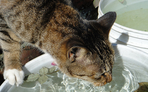 天氣持續熱辣辣達36度！中部外出須留意空品亮橘燈