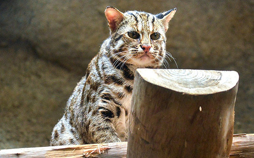 苗栗超萌小石虎遇車禍    好心人與警聯手搶救