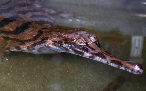 想看長吻鱷免出國！周六來動物園收服水系動物寶貝