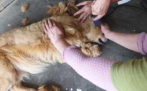 夏天毛小孩也要換季！定期修剪毛髮好處多多