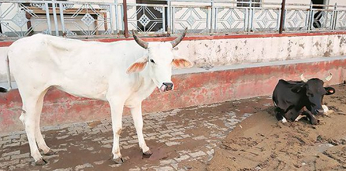 先救牛再救人！遭圍毆男子疑警方延誤送醫死亡