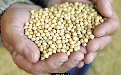 美中關稅戰無成效！農民大吐苦水：比起補助更愛生意上門