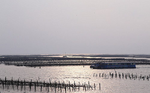 每年3千蚵架棄海汙染 嘉縣府今年起強制回收
