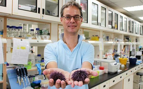 無脊椎動物基因新發現  改寫免疫系統觀點