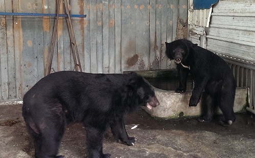 台灣黑熊惹的禍？台東部落雞舍22隻雞憑空消失