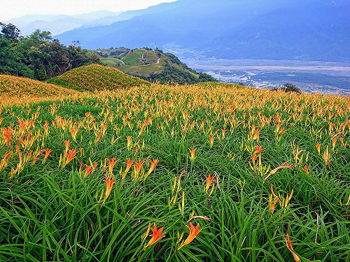 金針花開 　富里農會和旅遊業合作 美景盡收眼底