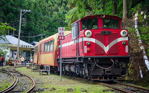 七夕甜蜜蜜  阿里山森林鐵路今起網路訂票