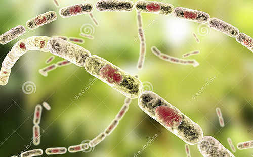 中國河北爆｢致死率85％｣人畜共通肺炭疽確診病例 患者急送北京隔離