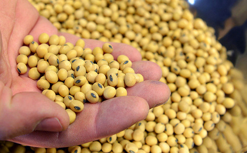 中國官媒急撇清：不買美國大豆也可滿足需要