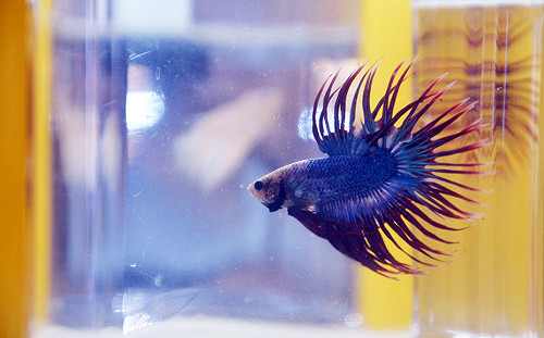 第一屆觀賞魚推廣國際交流賽  潘孟安：觀賞魚是屏東的榮耀