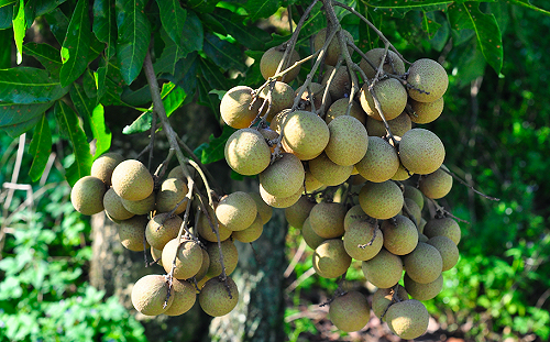 龍眼盛產甜蜜上市  台南農改場：品嚐盛夏美味正是時候