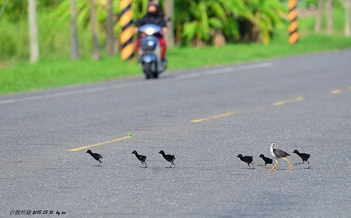 「我帶你們！」 萌系白腹秧雞帶6雛鳥過馬路畫面感人