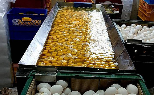 元山黑心蛋外流 竹苗72家業者中鏢