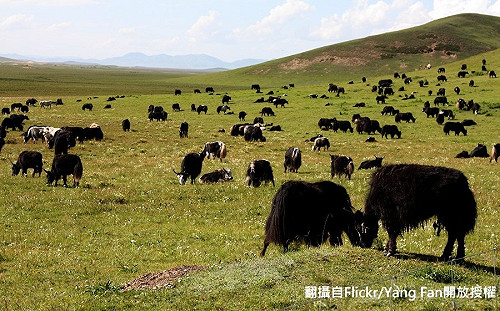 炭疽肆虐中國肆虐 黑龍江、內蒙古疫情頻傳