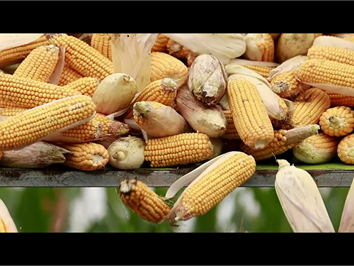 中國東北持續乾旱！與美大打貿易戰大豆玉米卻不給力