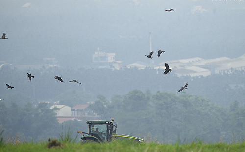 瀕臨滅絕的調查！從黑鳶中毒線索揭開大毒殺的年代