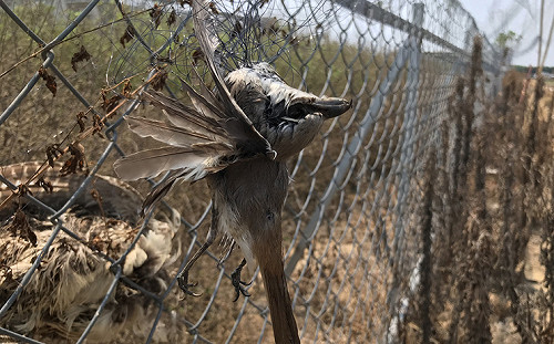 農民架鳥網保護農作物  保育鳥類紅尾伯勞誤觸亡