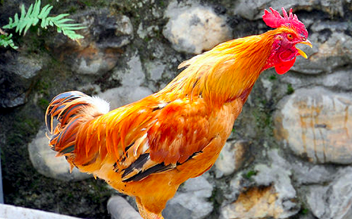 委內瑞拉通膨失控  一隻雞要價千萬