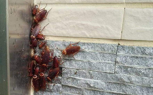 驚悚畫面！水淹民雄小強集體逃難？