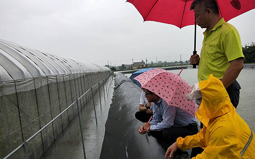 南台灣強雨致災  高雄市農損面積初估3百公頃以上