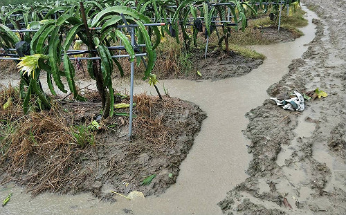 豪雨不斷農損不停  屏東縣損失估277萬
