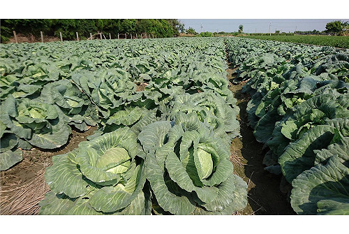 豪雨重創南台灣農業  農糧署：蔬菜仍可正常供應