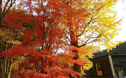 日本持續高溫  楓葉可能較往年晚轉紅