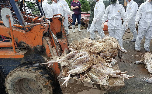 豪雨成災！台南禽畜兩天清運84萬隻