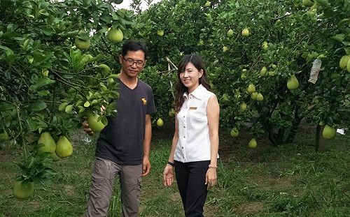 台南麻豆傳水患  農會澄清文旦災損不大