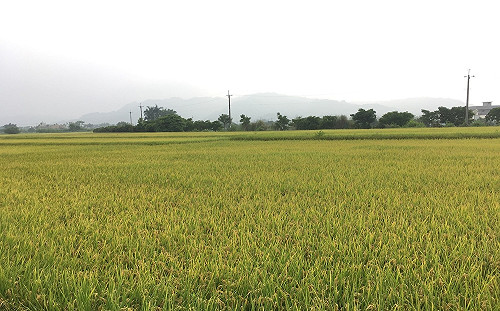 讓稻米高於市價售出！農糧署：申報種稻9月21截止