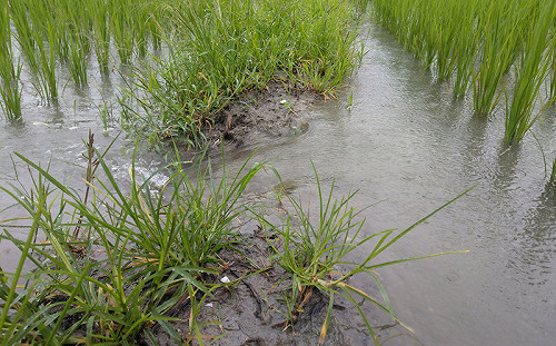 豪雨後防作物病蟲害  台東農改場籲加強清園