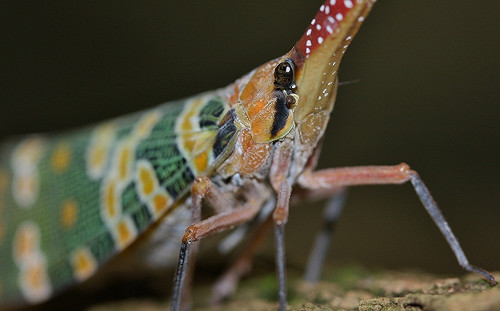 蟲蟲危機大作戰！抓1隻「龍眼雞」換5包花博米