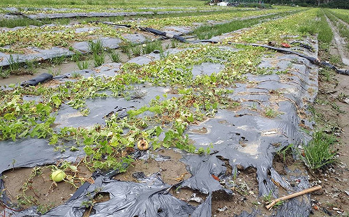 豪雨重創南部農業  許立明：已向中央報請第一批農損救助金