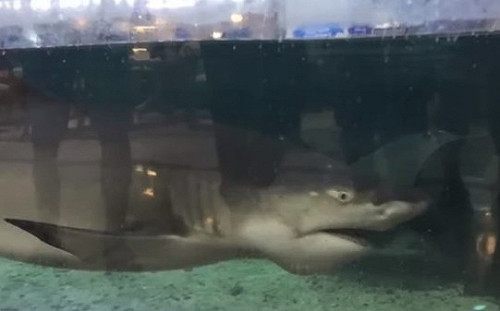 離譜! 貴陽6歲女童逛水族館 竟被鯊魚咬掉手指