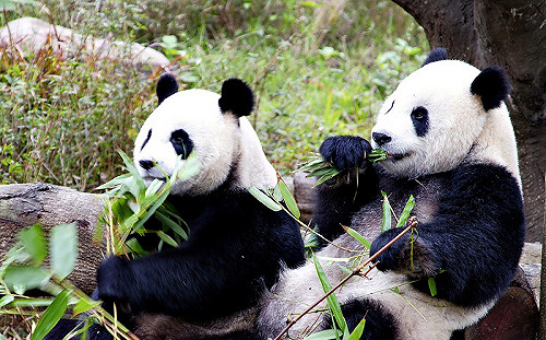 大貓熊團團圓圓滿14歲  30日開慶生趴