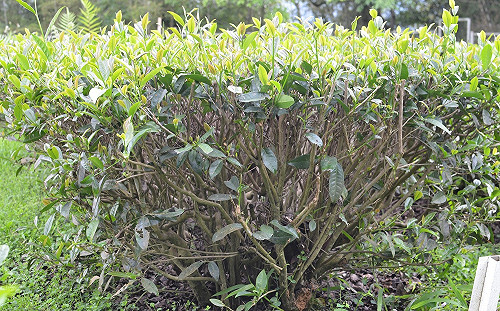 抗疫生力軍！台師大研究：綠茶萃取物「兒茶素」能預防病毒傳播