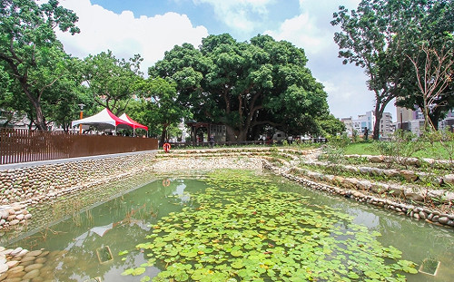 搶救樹王三部曲！茄苳樹王文化生態公園今啟用
