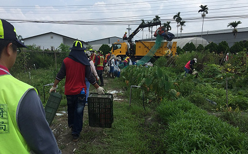 中市對抗登革熱  目前累計病例50件