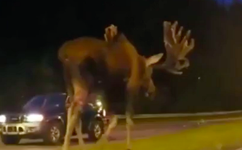 鹿中姚明出現了！網友驚呼怎麼這麼大(影)