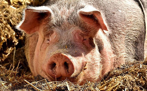 非洲豬瘟7省淪陷  中國成立督察組