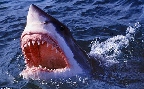 美國麻州外海 泳客疑遭鯊魚攻擊致死