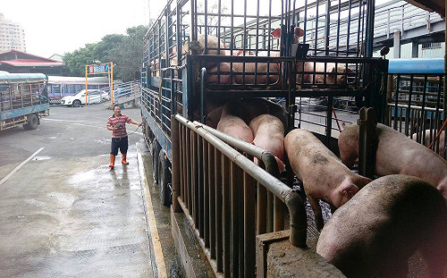 廣州再爆非洲豬瘟！不到半年中國疫情達100例
