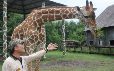 台南頑皮世界長頸鹿「宵順」猝死  北市將助釐清死因