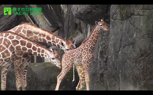 早逝悲歌！台南長頸鹿遊客面前倒地亡  解剖初判疑噎死